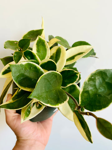 Hoya Carnosa 'Krimson Queen' - 6
