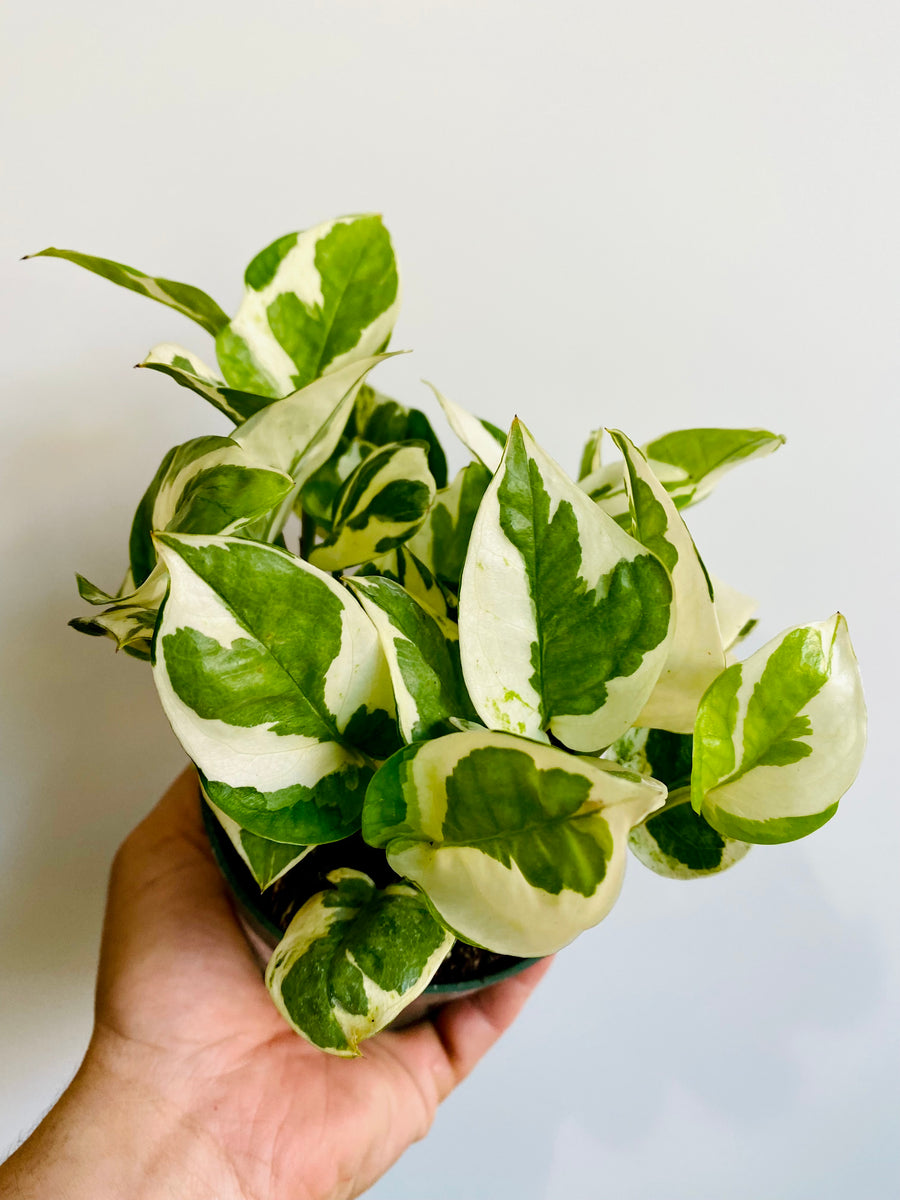 Pothos N'Joy - Epipremnum Aureum 'N'Joy' - 4