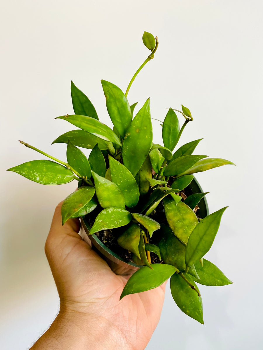 Hoya Lacunosa - 4