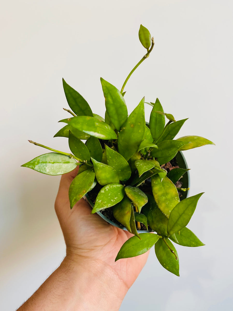 Hoya Lacunosa - 4