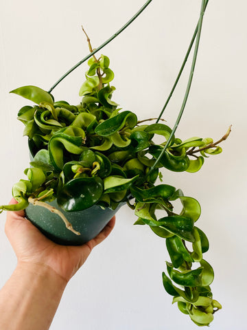 Hoya Carnosa 'Compacta' Hanging Basket - 6