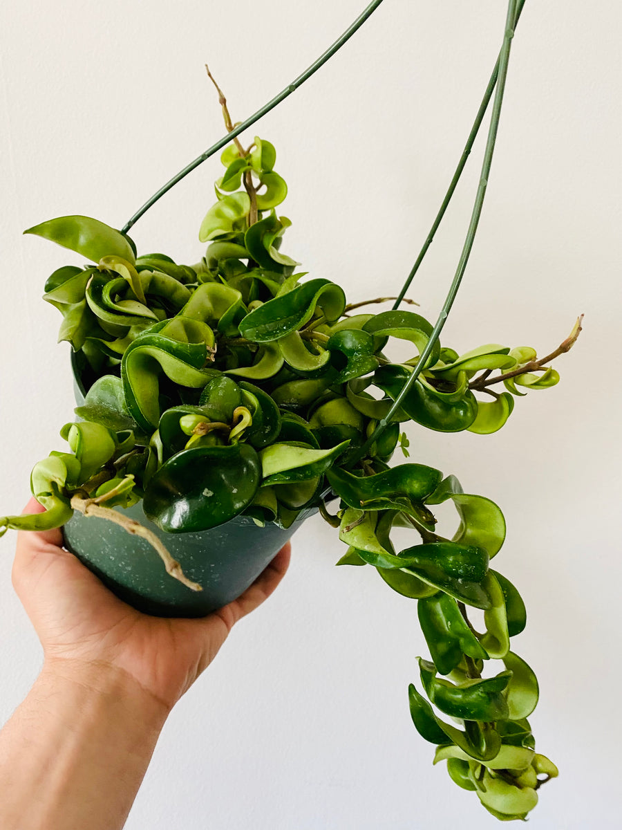 Hoya Carnosa 'Compacta' Hanging Basket - 6