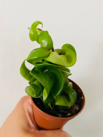 Hoya Carnosa 'Compacta' - 2