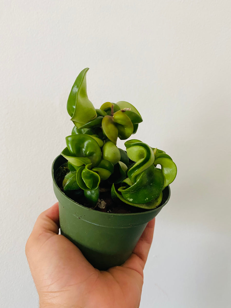 rope succulent plant Hoya carnosa 'compacta' 4in