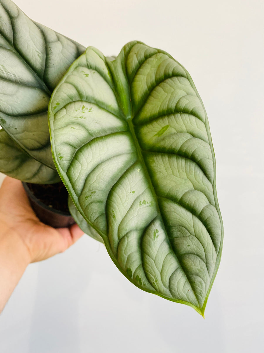 Alocasia Baginda 'Silver Dragon' - Jewel Alocasia - 4