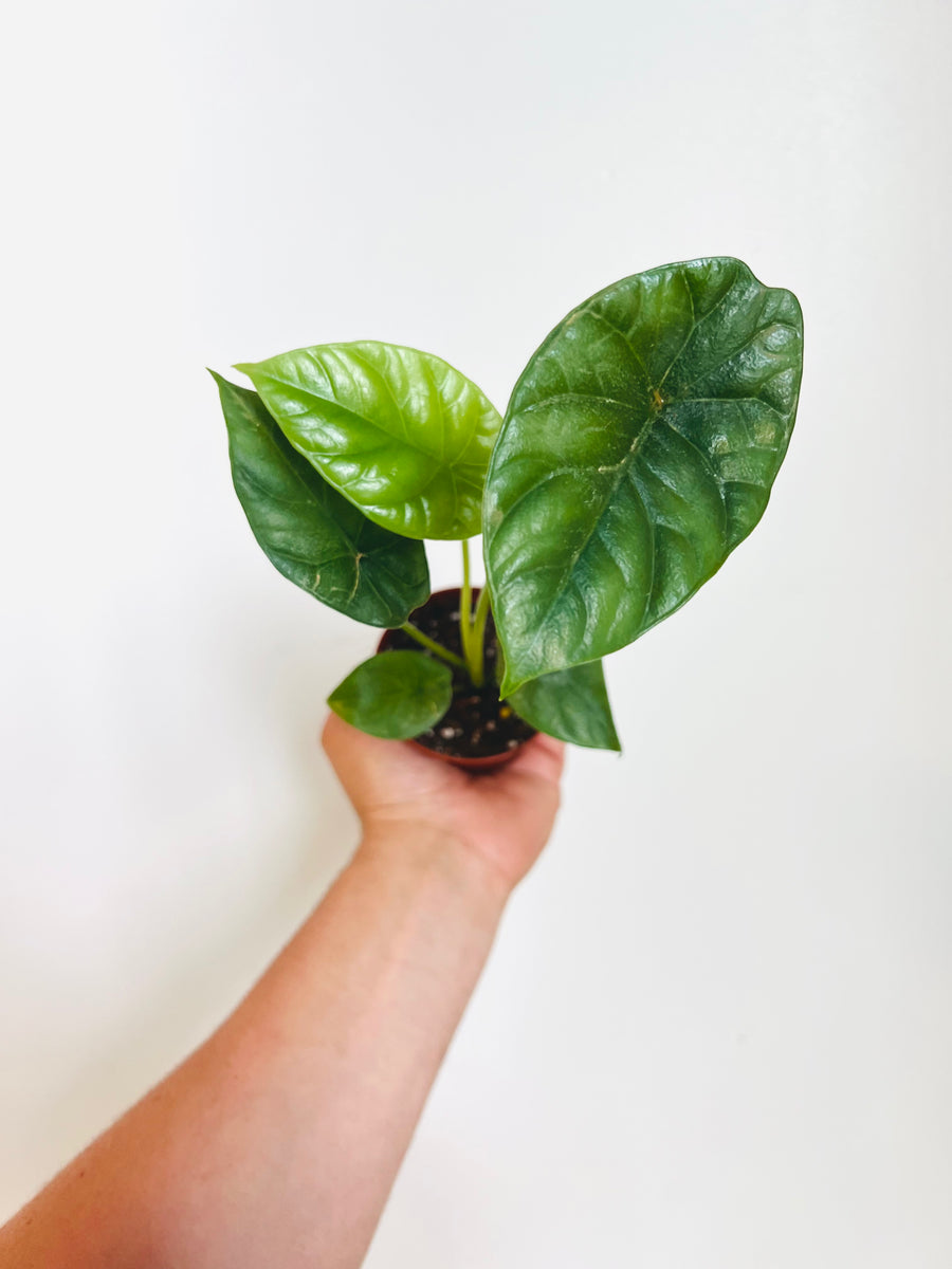Alocasia Sinuata - Jewel Alocasia - 3