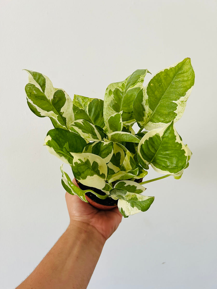jade of pearl plant Pearls & Jade Pothos - Epipremnum aureum - 4" Pot