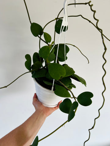 Hoya Kerrii Vining - Mother Plants - Very Large & Vining - 8