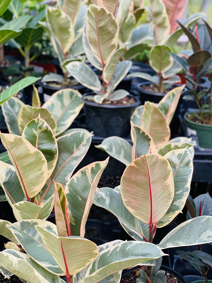 Ficus Tieneke - 6