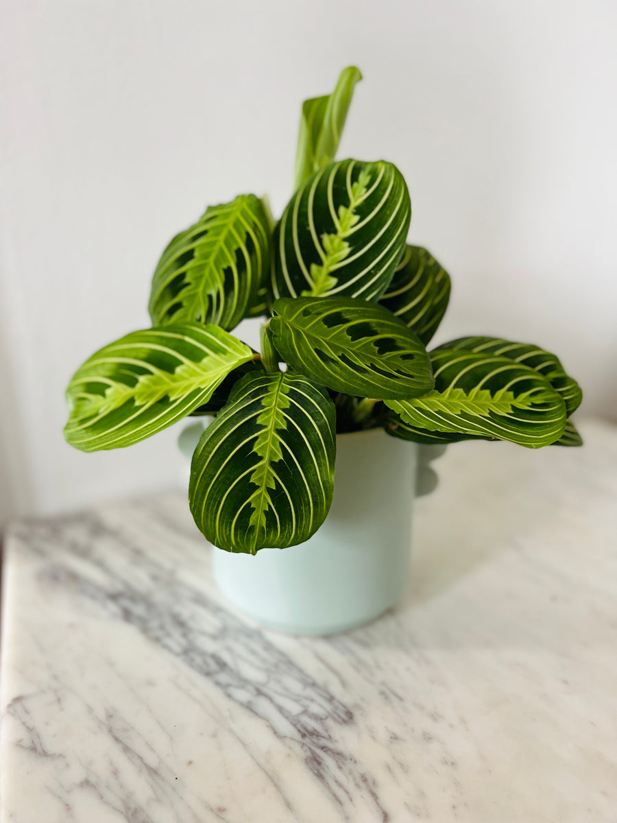 Sydney Pot in Mint - 5