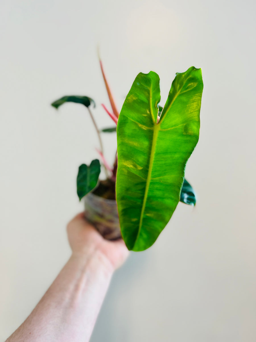 Philodendron Billietiae - 4