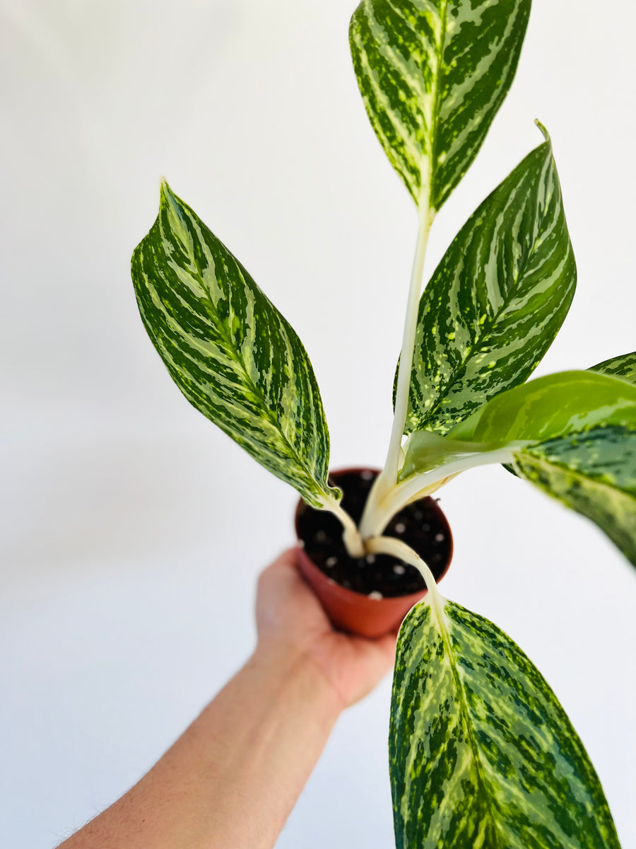 Aglaonema Golden Madonna - 4