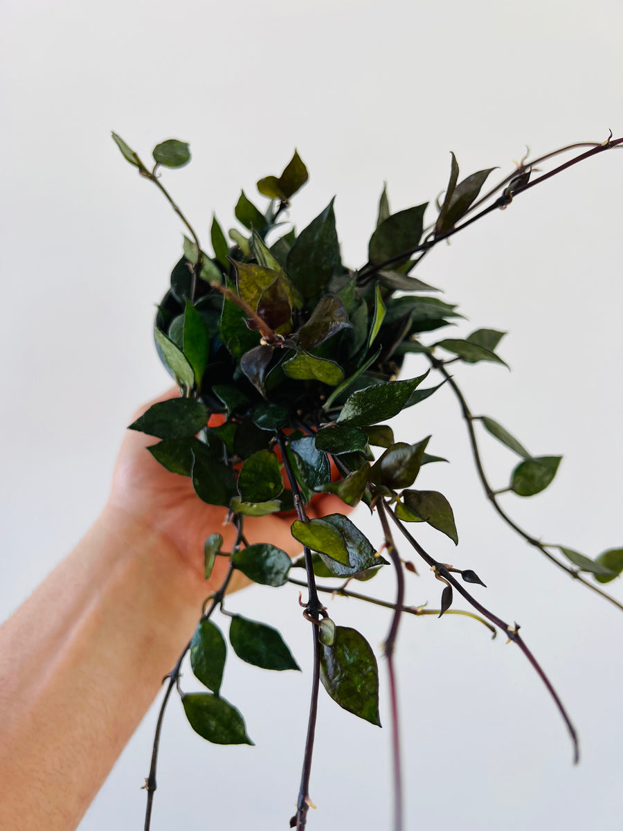 Hoya Krohniana ‘Black’ - Very Full & Trailing - 4