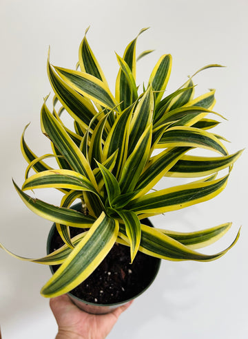 Dracaena Reflexa 'Song of India' - 6