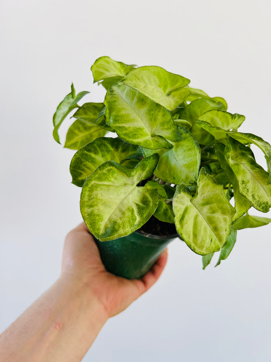 Syngonium Pixie White - 4