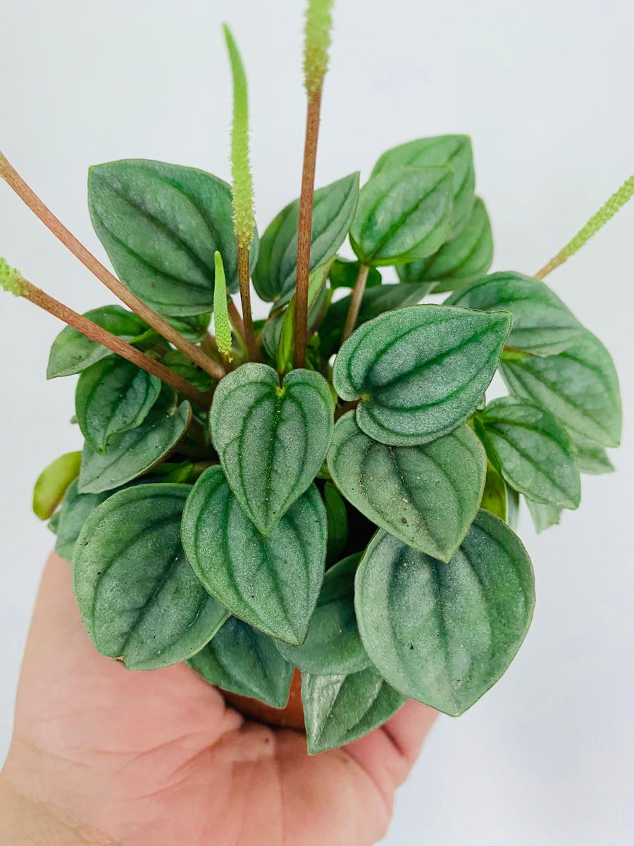 Peperomia Caperata 'Napoli Nights’ - 3