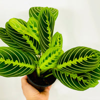 where to buy lemon lime prayer plant Maranta Leuconeura 'Lemon' - Lemon Lime Prayer Plant