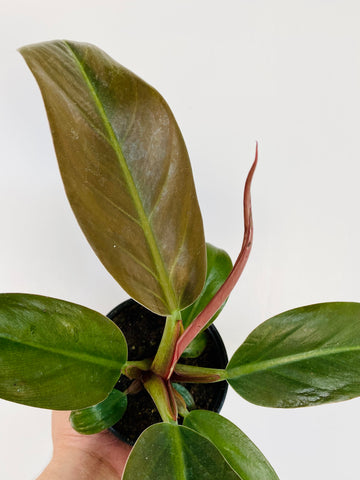 Philodendron Black Cardinal - 4