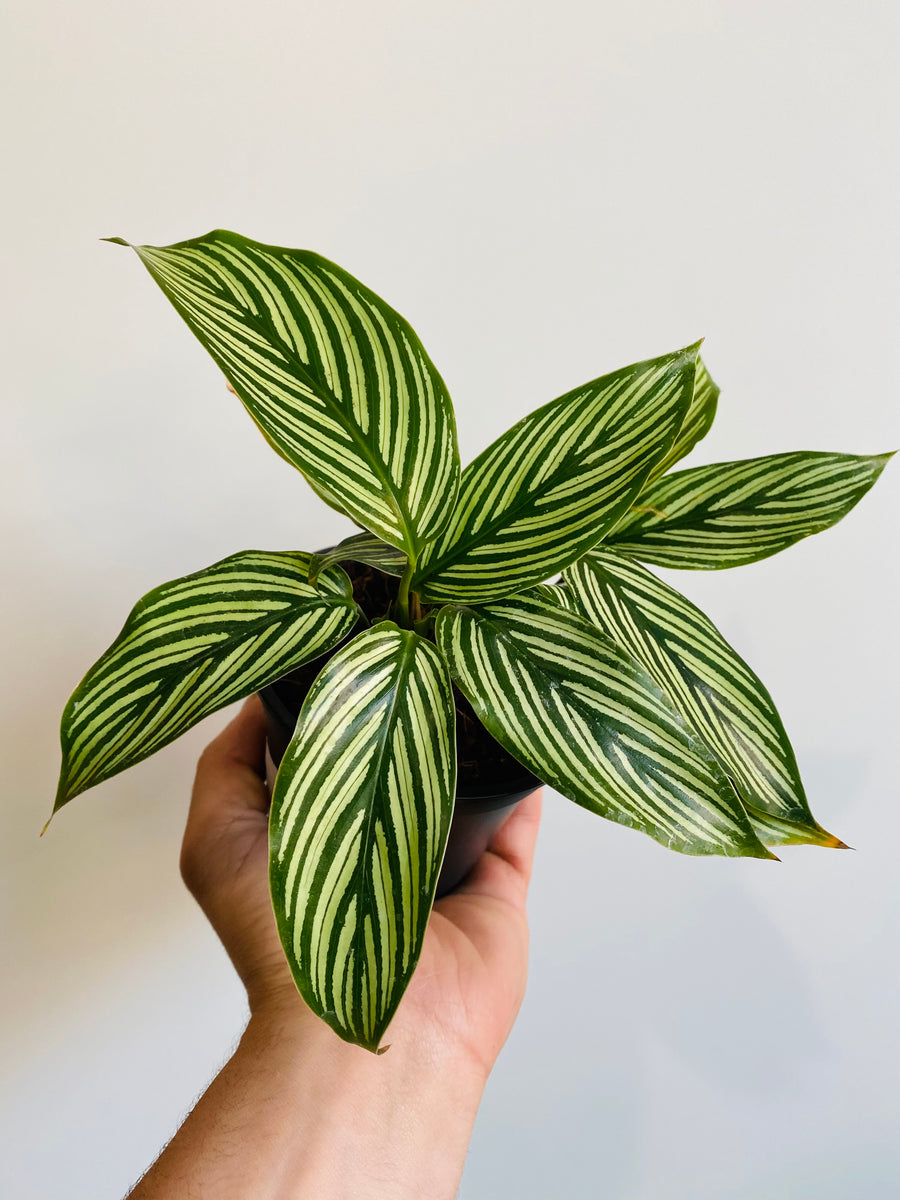 Calathea 'Vitatta' - 4