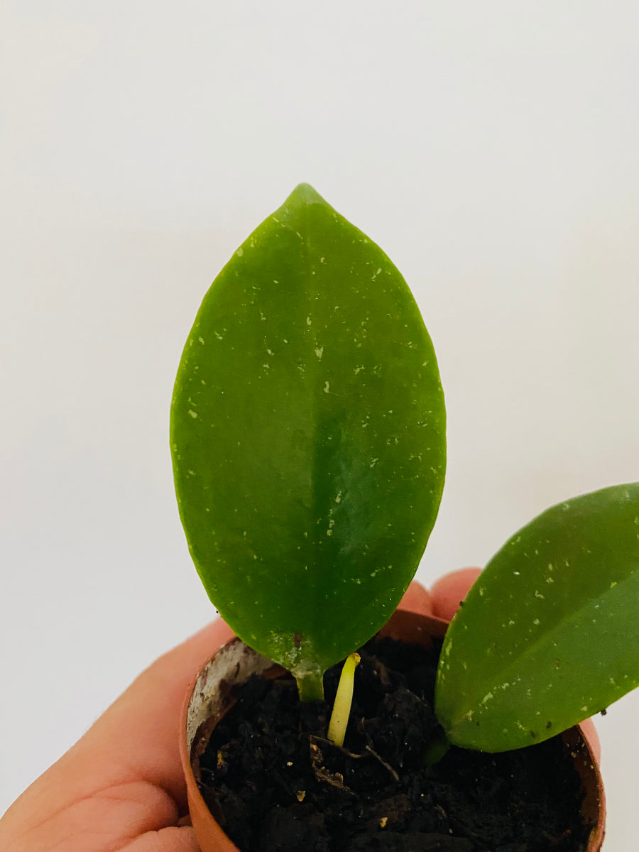 Hoya Sunrise - Starter Hoya - 2
