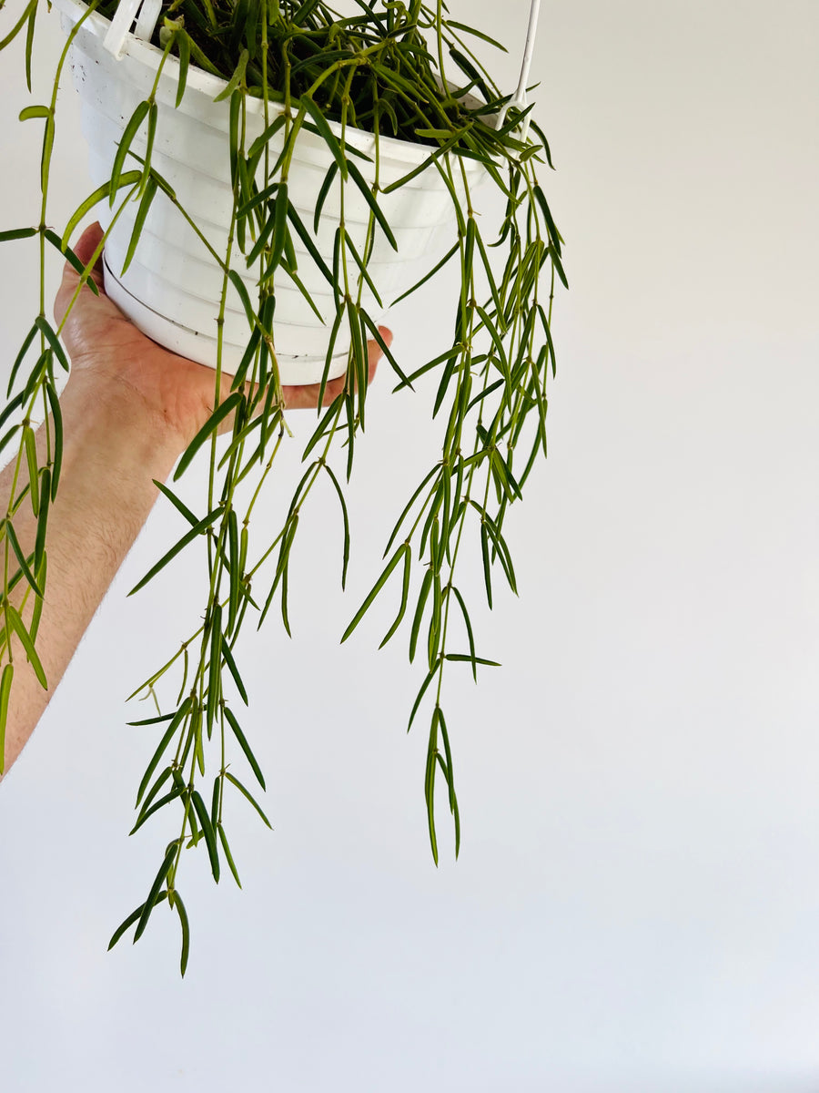 Hoya Linearis - 8