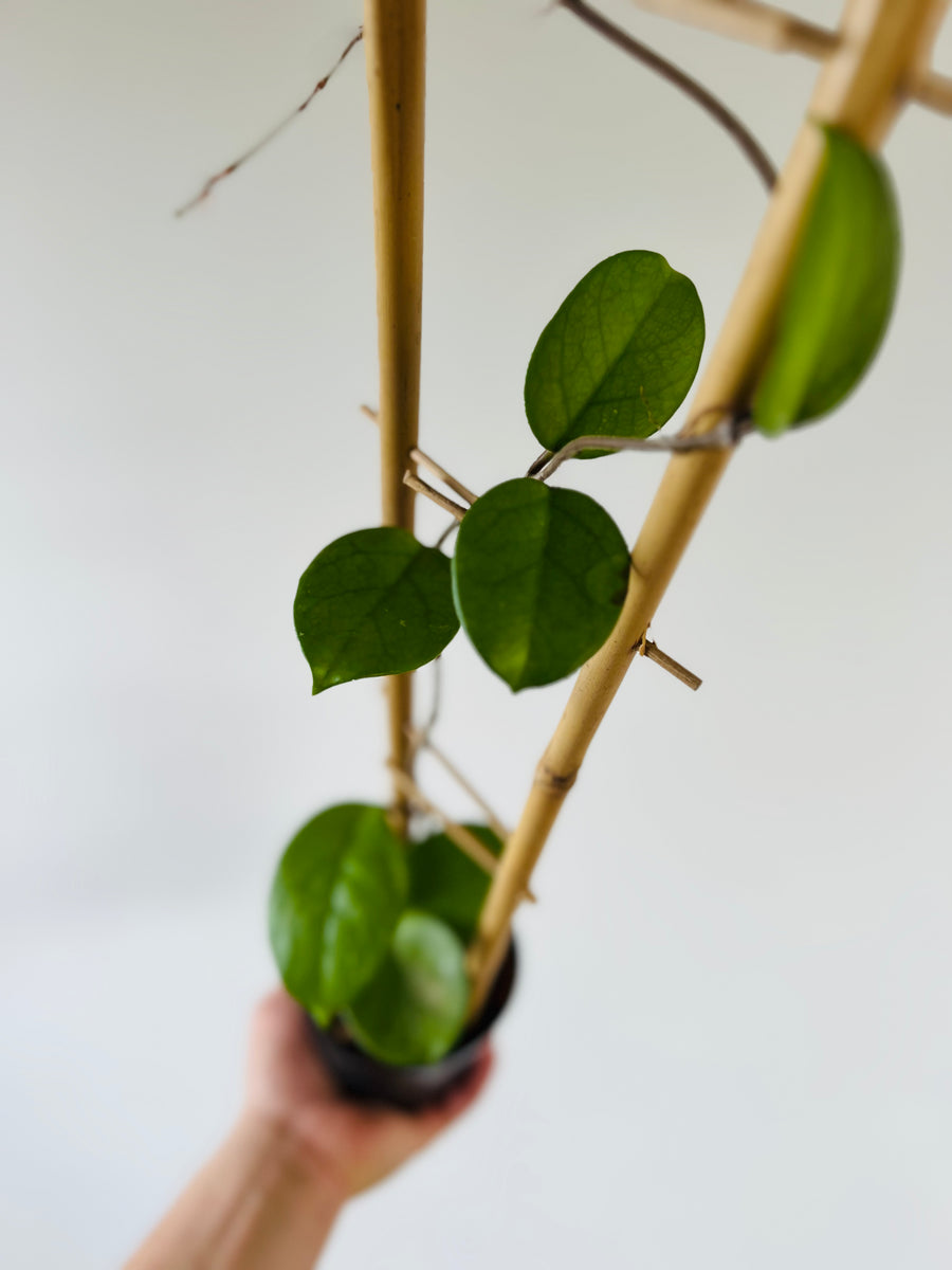 Hoya Fungii - Rare Hoya - 4