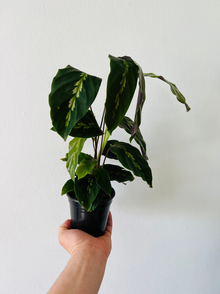 Calathea 'Maui Queen' - 4