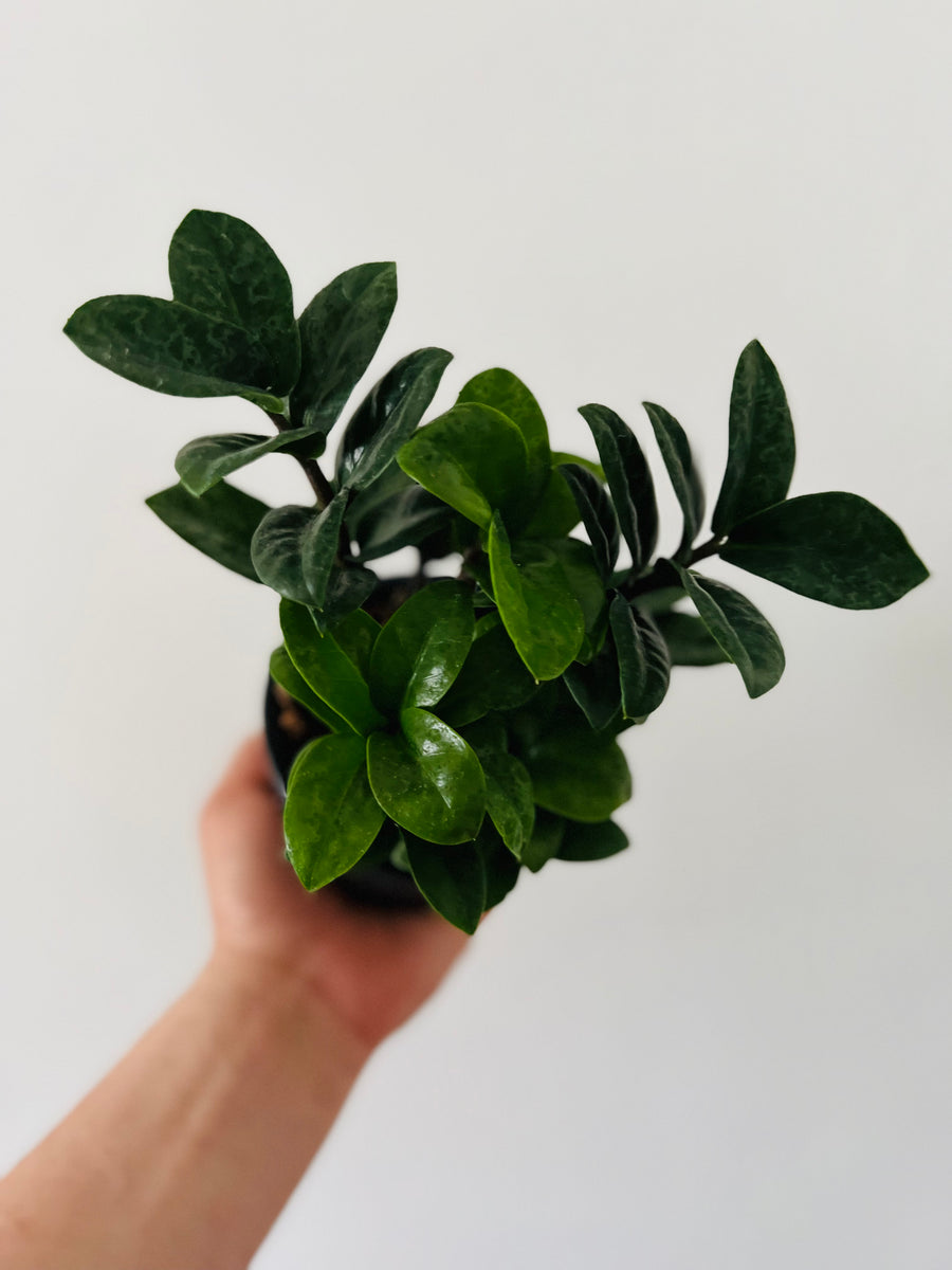 ZZ Zenzi - Dwarf ZZ Plant - 4