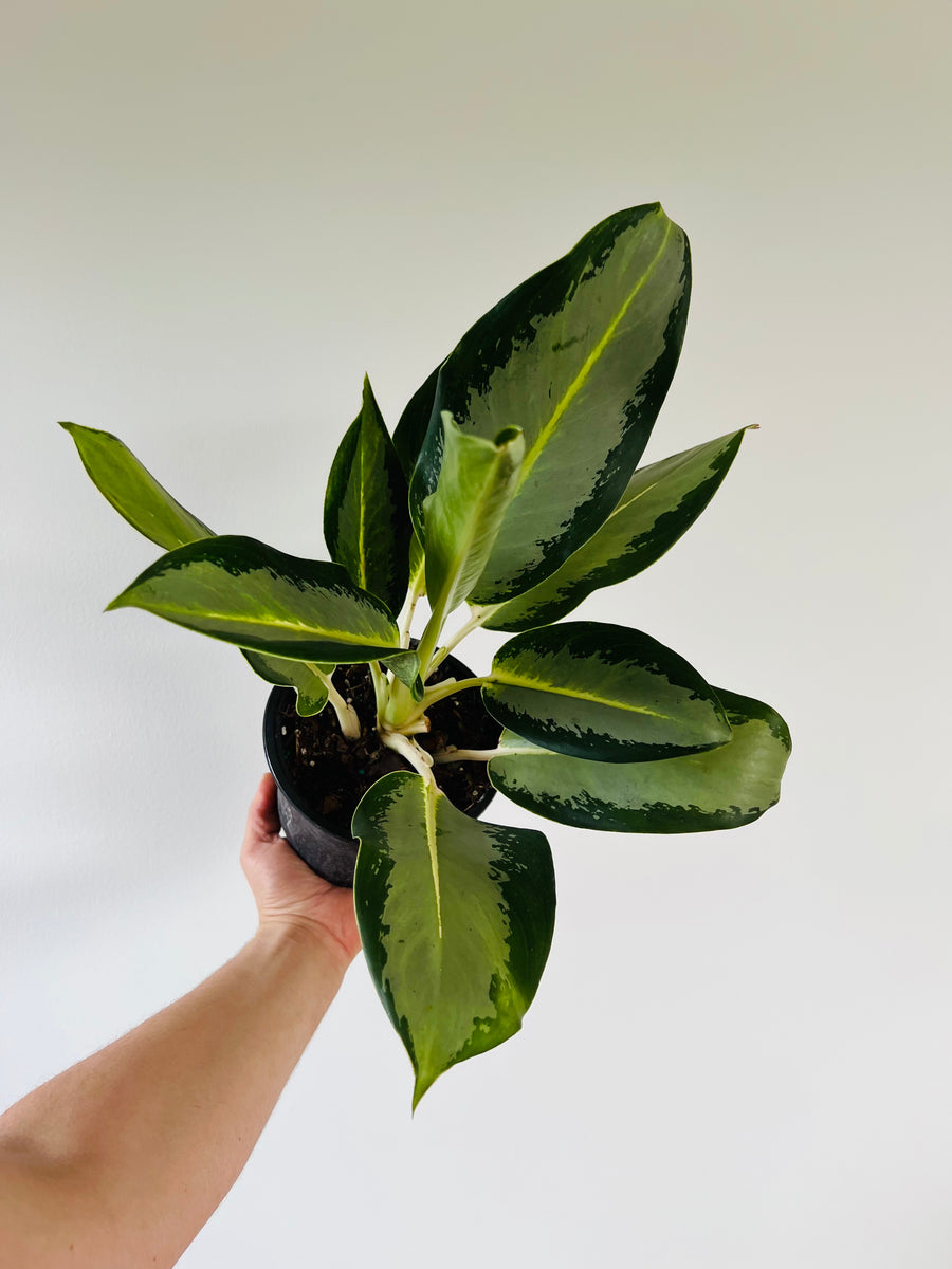 Aglaonema Green Bowl - 6