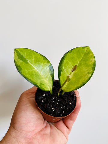 Hoya Australis ‘Lisa’ - Starter Hoya - 2