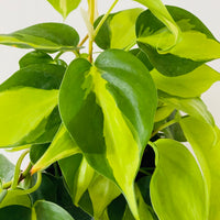 philodendron brasil 6 inch Philodendron Hederaceum 'Brasil'