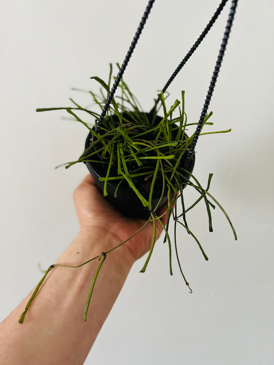 Hoya Retusa - Grass Leaf Hoya - Hanging Basket - 4