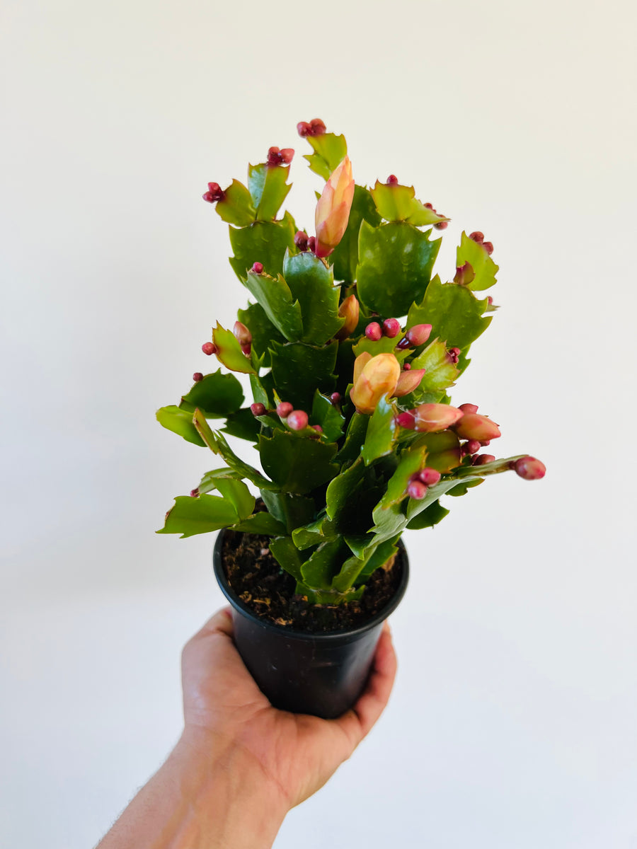 Christmas Cactus - Schlumbergera Zygocactus  - 4