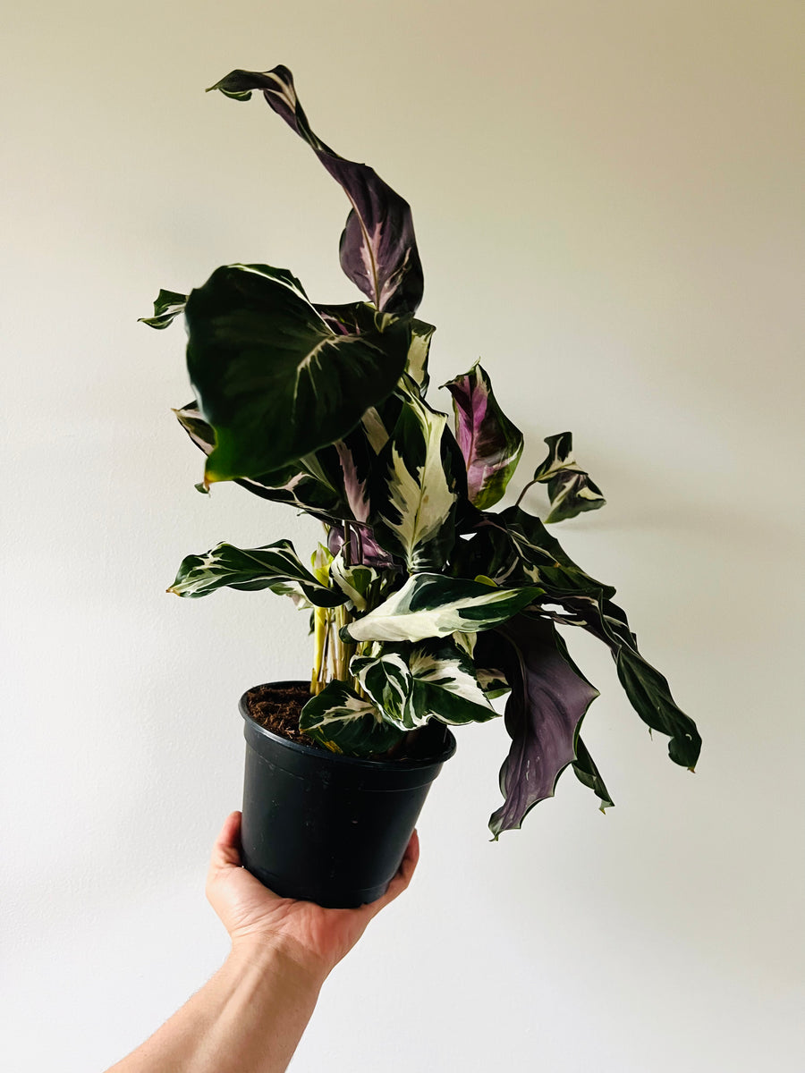 Calathea Stella - Brand New Cultivar - 6