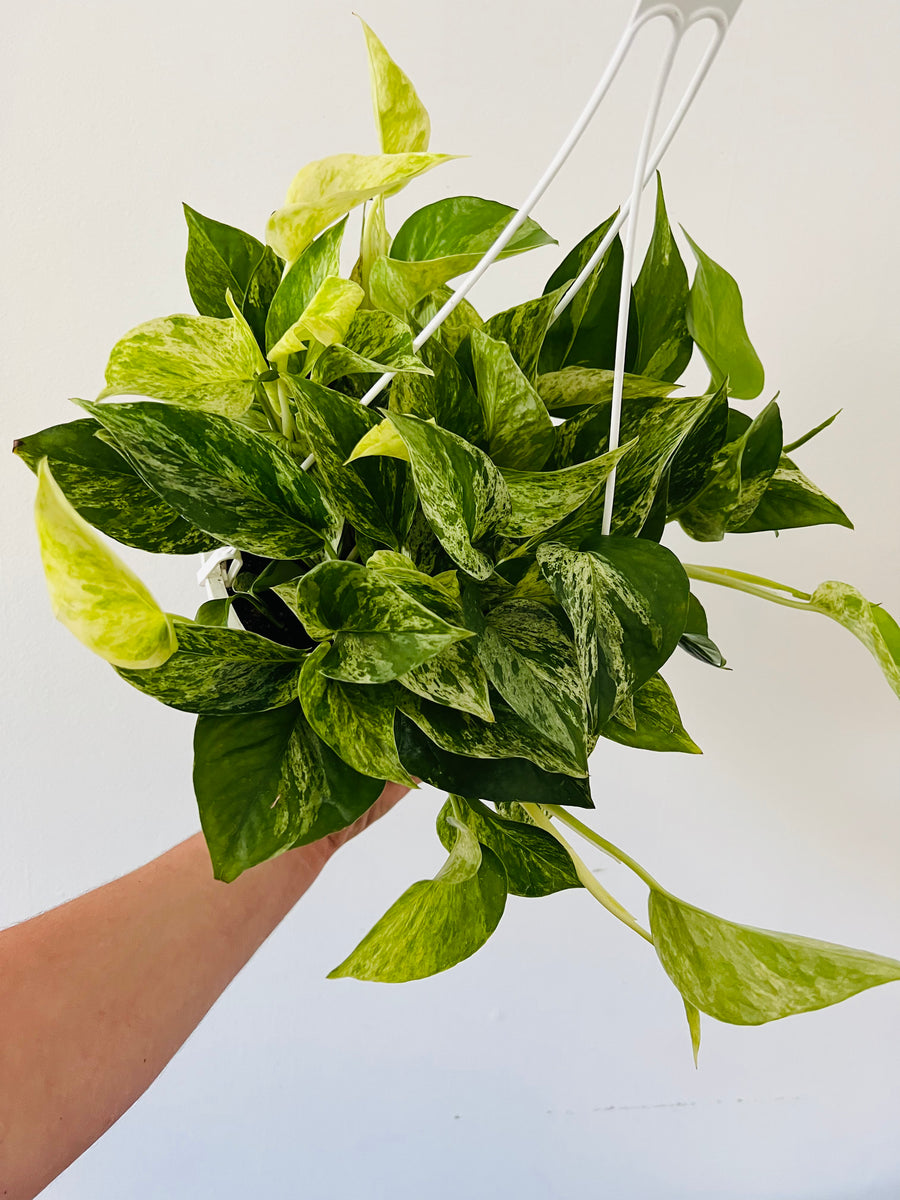 Marble Queen Pothos - Epipremnum Aureum 'Marble Queen' - 8