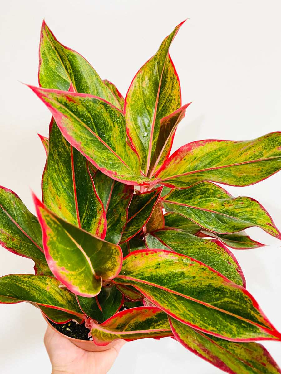 aglaonema creta in 6 in grower pot Aglaonema 'Creta'