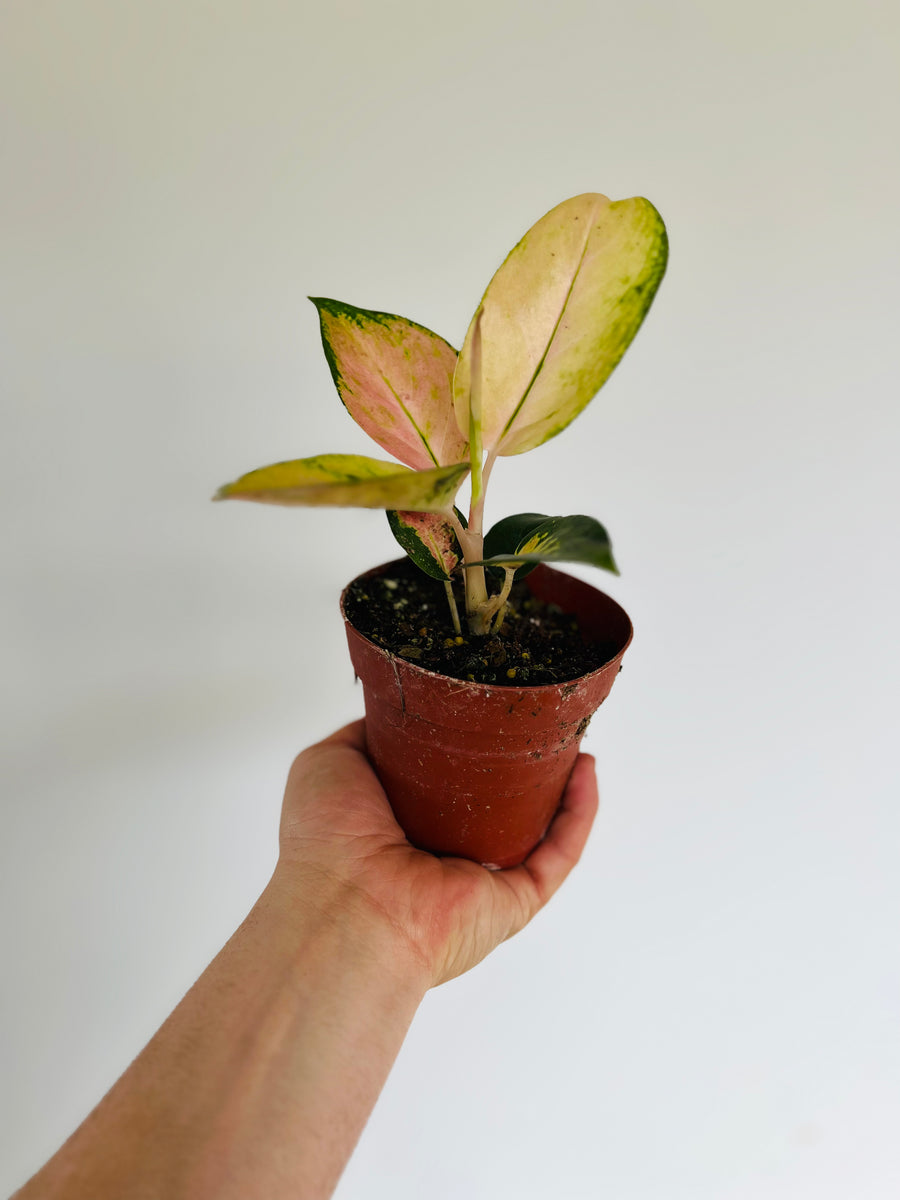 Aglaonema Spitfire - Rare Aroid - 4