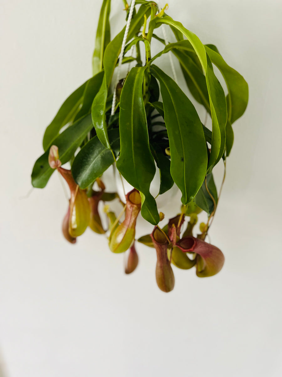 Pitcher Plant - Nepenthes 'Alata' - 6