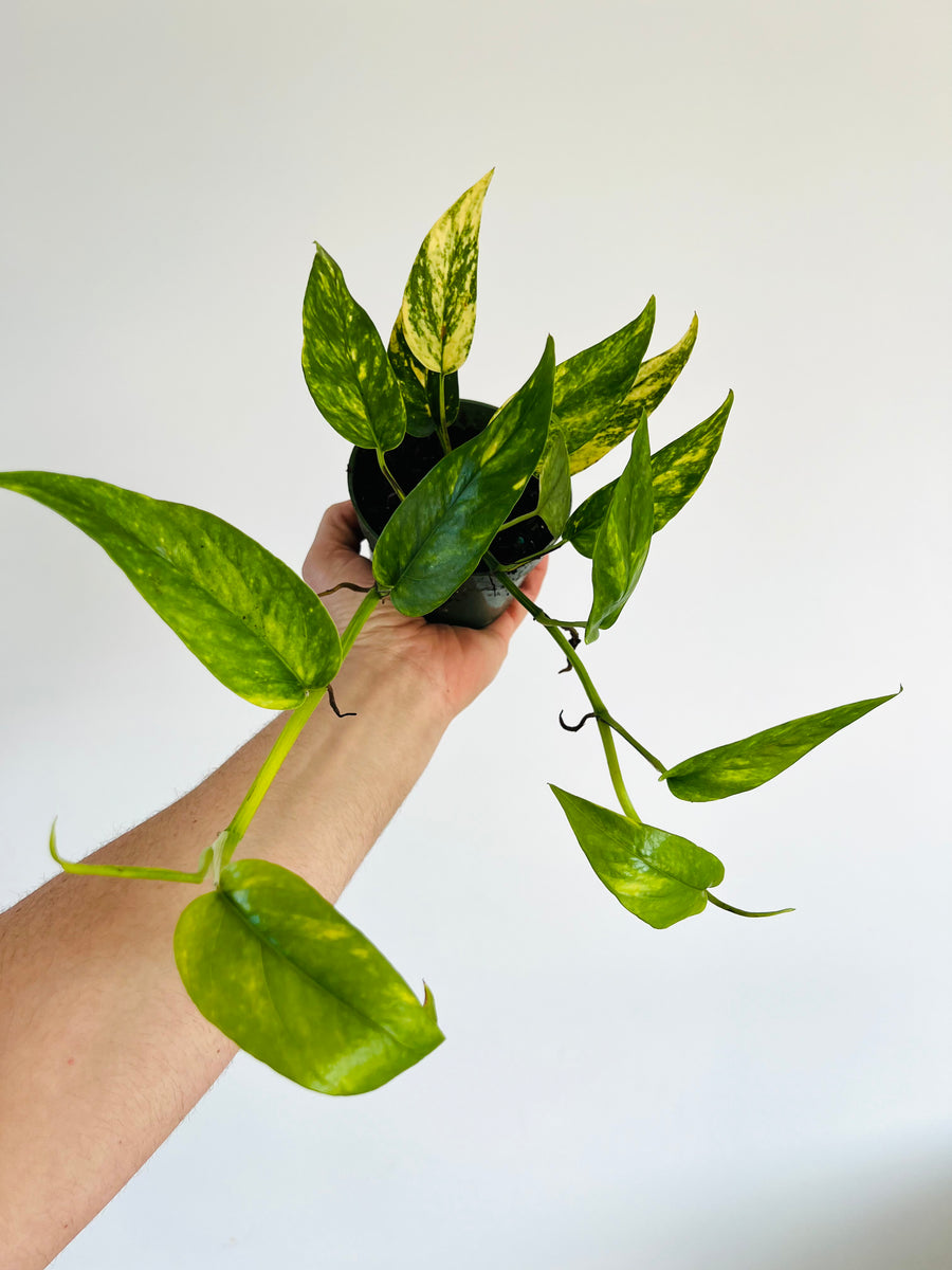 Epipremnum Pinnatum Kujang Gold Flame (Excellent Variegation) in 4 Round  Pot