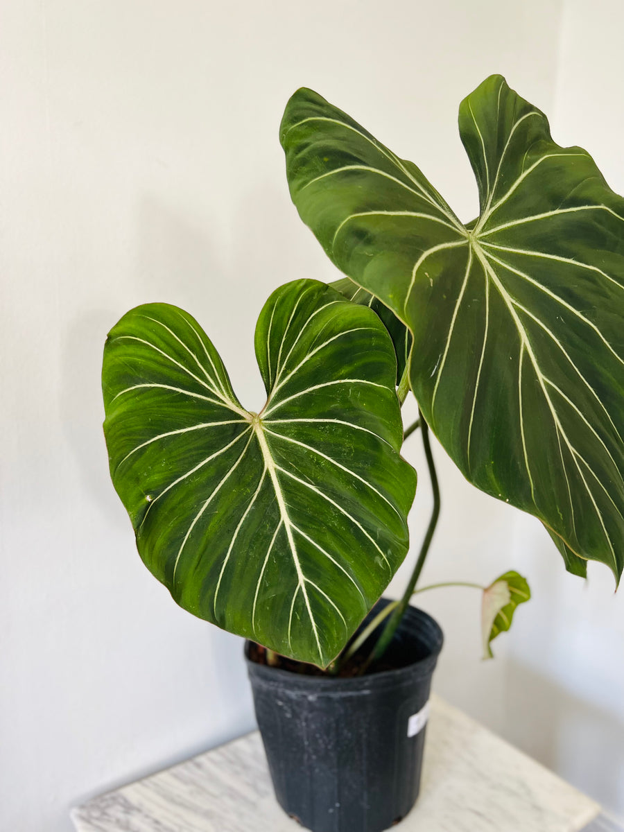 Philodendron Gloriosum - Up to 3 Feet Tall - 10