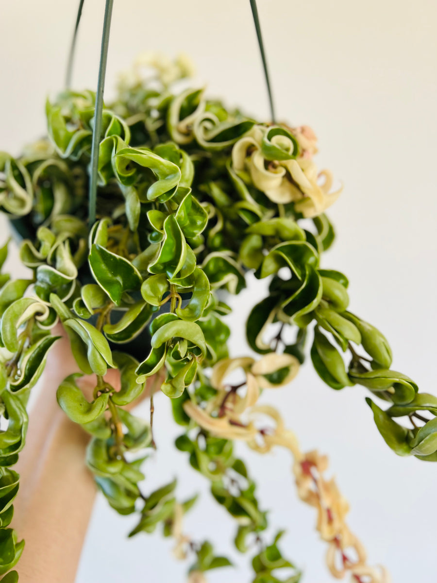 Variegated Hoya Rope - Very Full & Trailing - 8