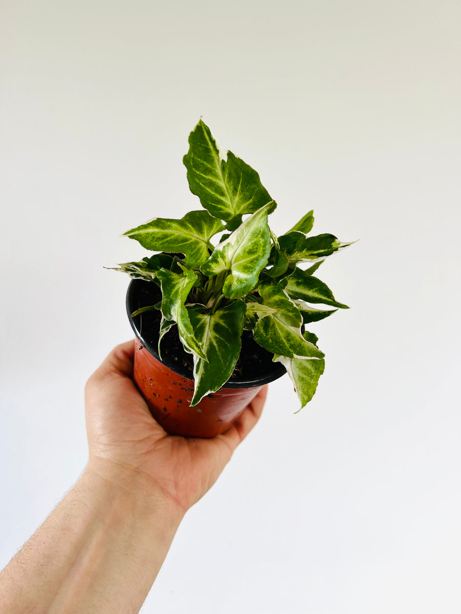 Syngonium Starlite - Rare Syngonium - 4