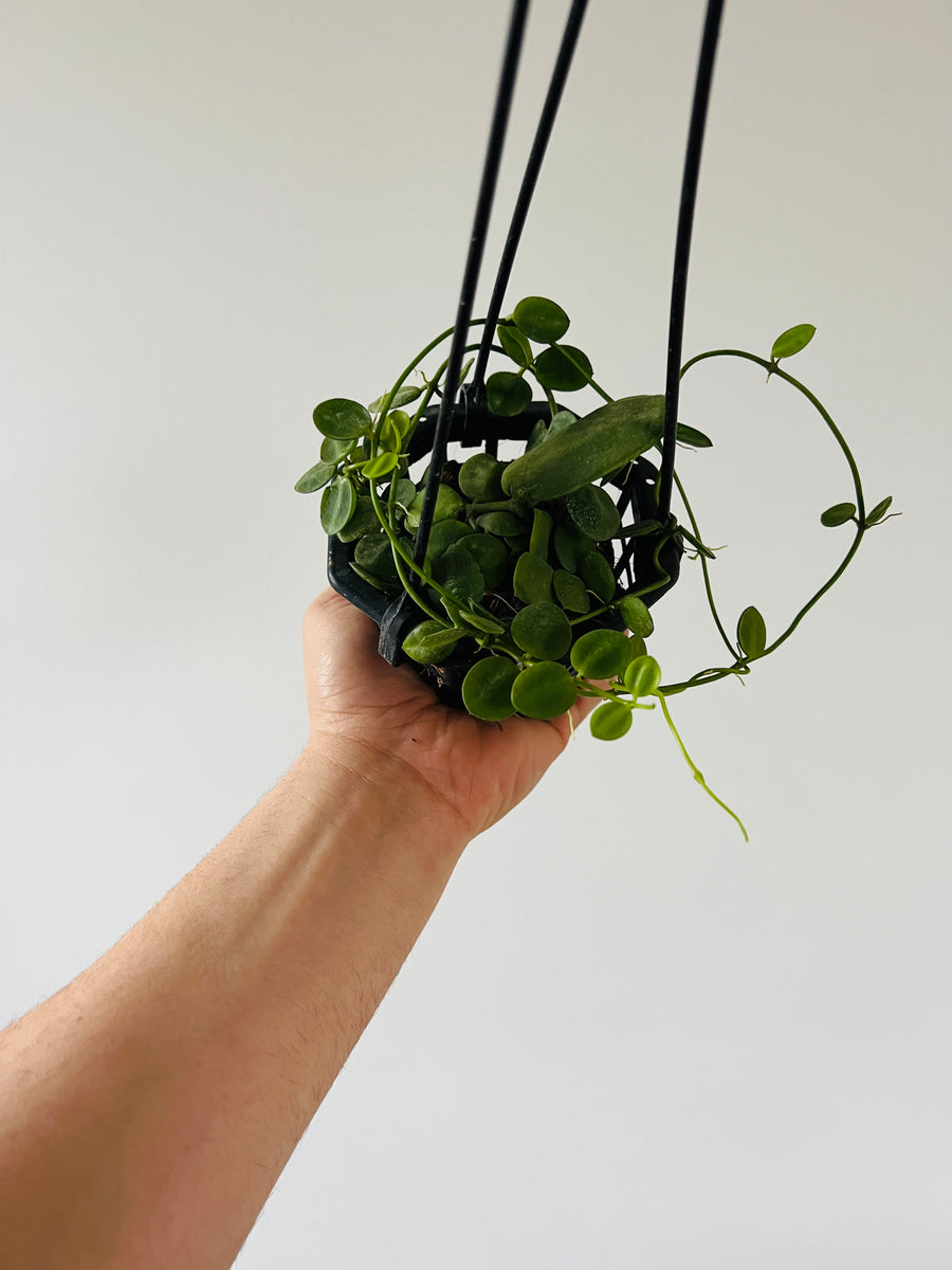 Dischidia Major 'Dragon Skulls'- Hanging Basket