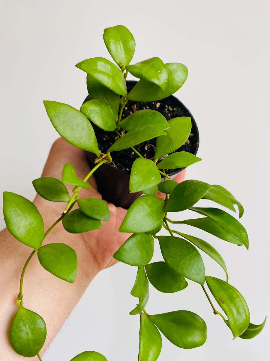 Hoya Leytensis - Rare Hoya - 3