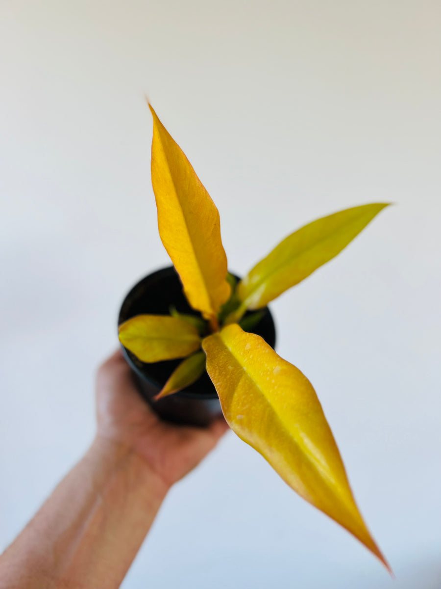 Philodendron Pluto Gold - 4