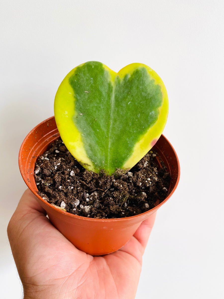 Hoya Kerrii ‘Outer Variegated’ - 4