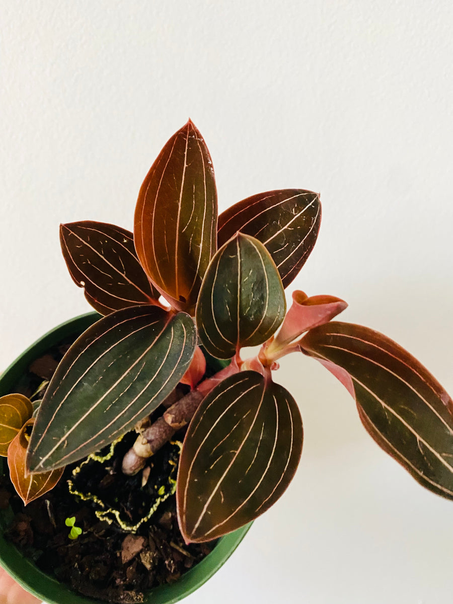 Ludisia Discolor - Jewel Orchid - 4