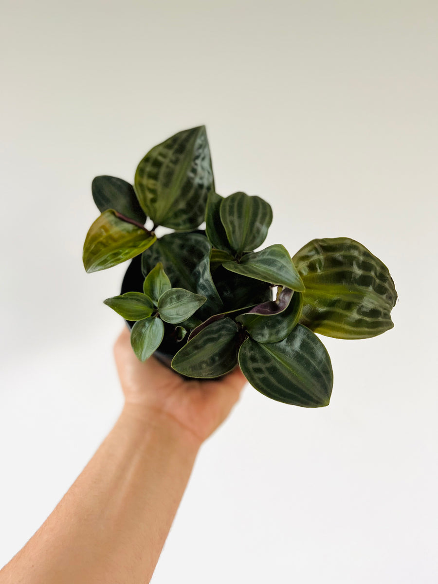 Geogenanthus Poeppigii - Seersucker Plant - 4