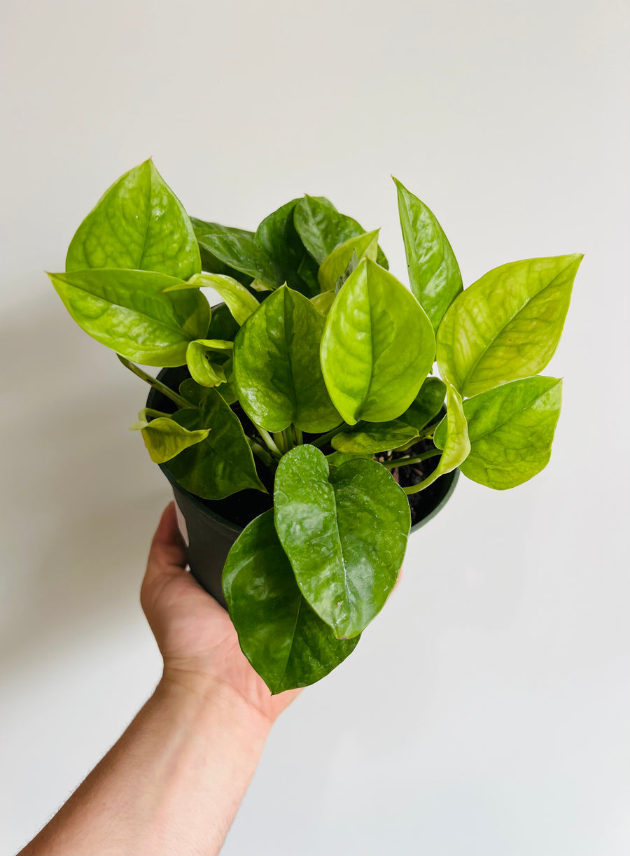 Emerald Pothos - Epipremnum Aureum 'Emerald' - 6