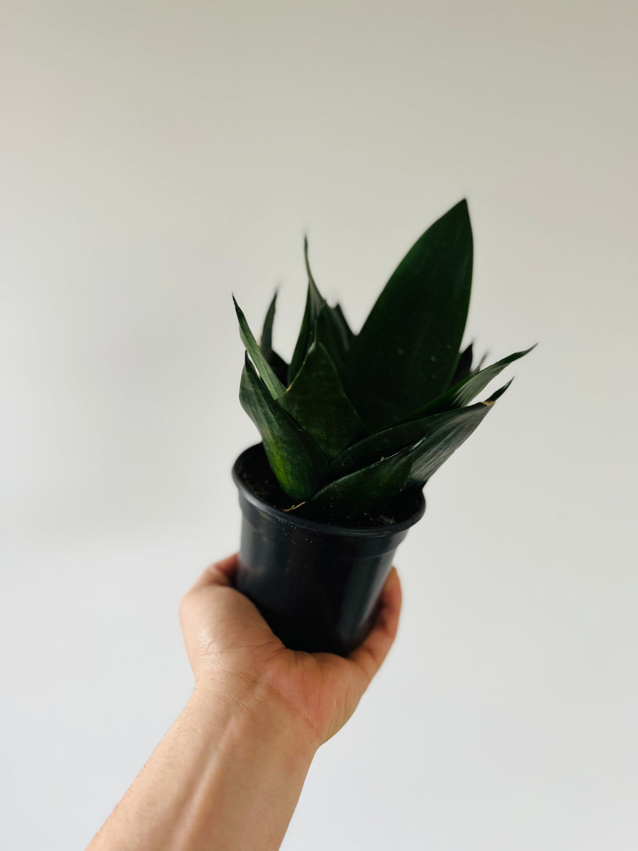 Black Jade Sansevieria - Snake Plant - 4